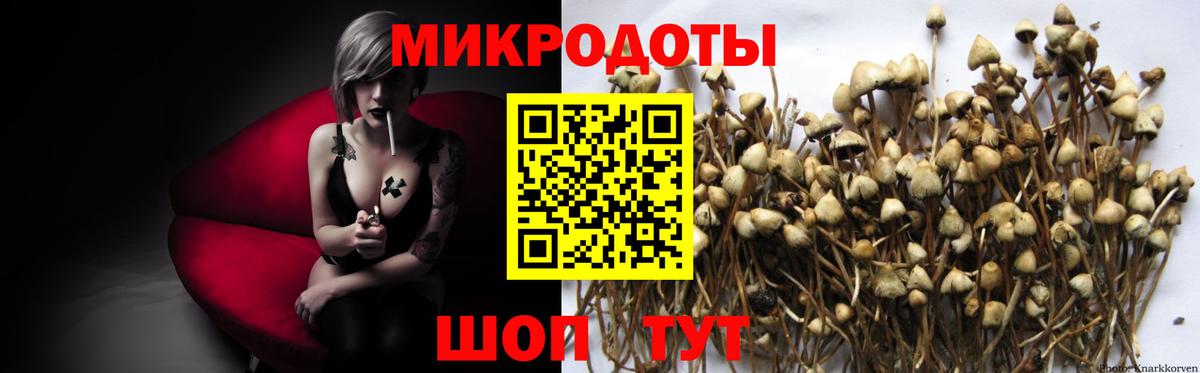 Галлюциногенные грибы Psilocybe Горячий Ключ